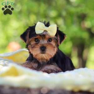 Miley, Yorkie Puppy